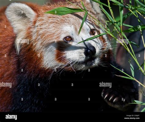 Red Panda Ailurus Fulgens Eating Bamboo Stock Photo Alamy