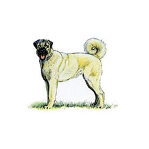 Turkish Kangal Dog Breeds A To Z The Kennel Club