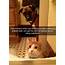 19 Hilarious Cat Memes That Are Impawsible Not To Laugh At  Page 2 Of
