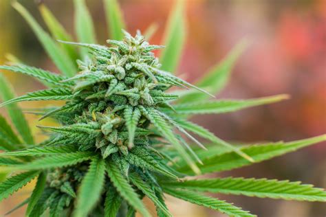Check spelling or type a new query. marijuana, Weed, 420, Drugs Wallpapers HD / Desktop and ...