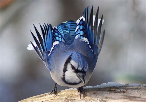 Blue jays are smart and will often dominate a bird feeder (until a woodpecker comes along to challenge them). The Blue Jay | Canadian Lovely Bird Basic Facts ...