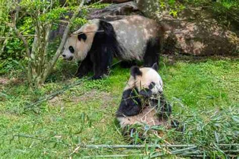 How Do Giant Pandas Find A Mate Explained