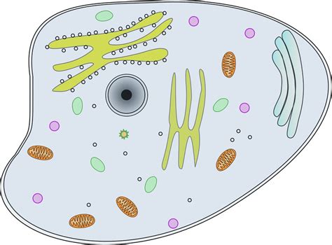 Organelos Celulares En Célula Animal Y Vegetal Características Funciones