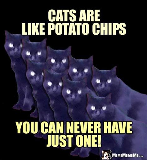 Yes, cats can eat carrots. 17 Best images about Funny Cats That Aren't Grumpy on ...