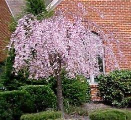 Suffulta is a low growing (6 to 18 inches) spreding prickly shrub. Image result for hardy weeping cherry for zone 4 | Front ...