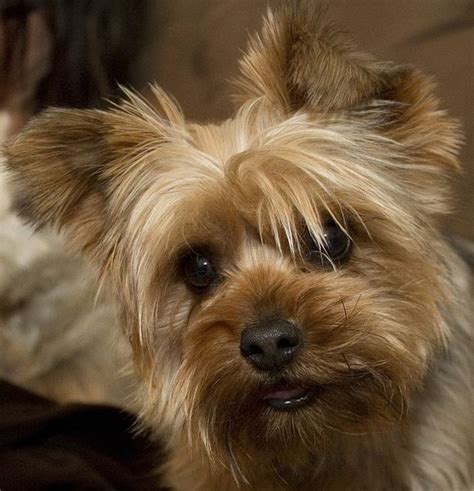 How much should a yorkie puppy eat? How much does a Yorkie and Teacup Yorkies Cost ...