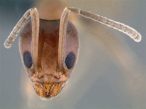 I need some help with the garden. Meet the 'bad ant' that's overwhelming California