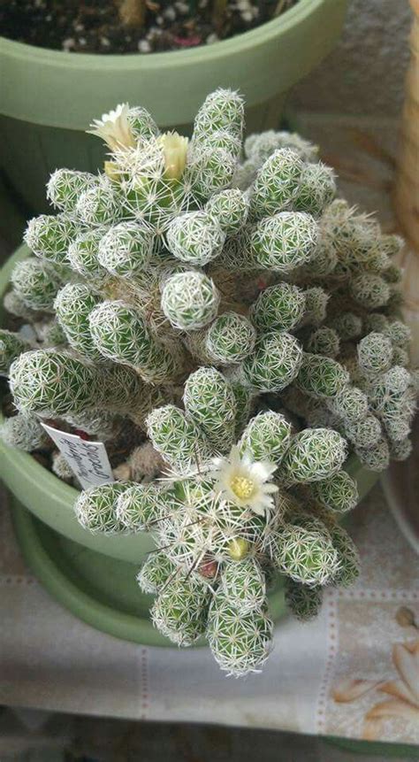 Mammillaria Vetula Subsp Gracilis Thimble Cactus World Of