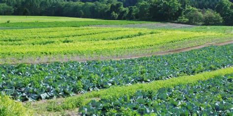 10 Benefits Of Crop Rotation In Agriculture Greentumble