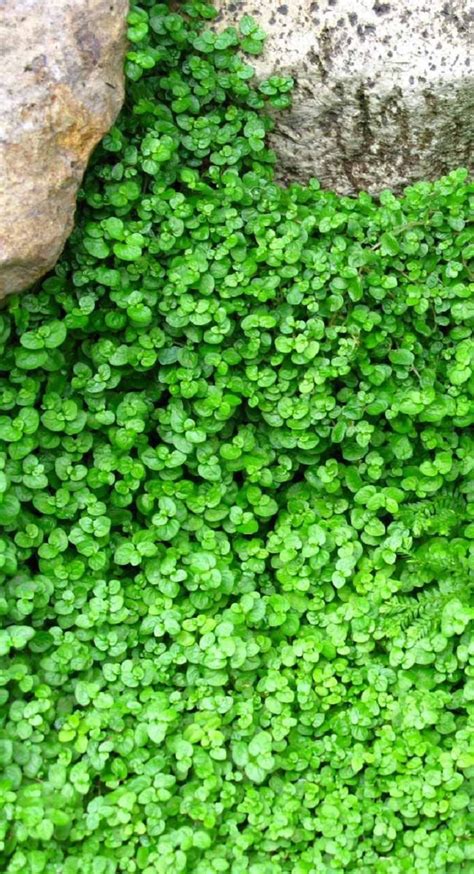They are autotrophic eukaryotes, which means they have complex cells, and make their own food. 15 Beautiful Plants And Ground Cover For Garden Pathways ...