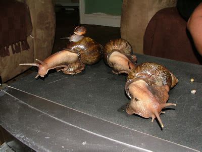Giant Snails Originated From Africa And Is Better Known As Tiger Land