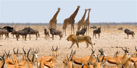 Animals Namibia