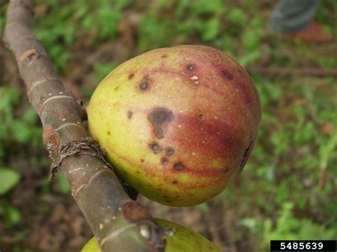 Maybe you would like to learn more about one of these? Fig Diseases, Insects