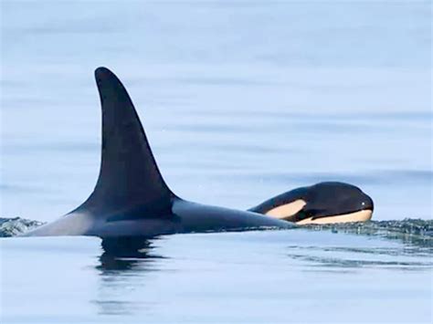 Orca That Carried Her Dead Calf For 17 Days Gives Birth Again Toronto Sun