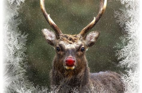Good death) is the act of killing an animal or allowing it to die by withholding extreme medical measures. Pourquoi les rennes du Père Noël ont-ils le nez rouge ...