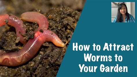 How To Attract Earthworms To Your Garden Youtube