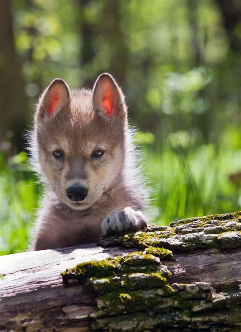 Big Win For Wolves At The Federal Level | Environmental Action