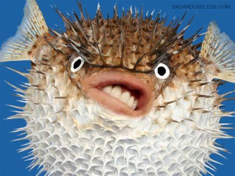 Puffer Fish With Trumps Mouth
