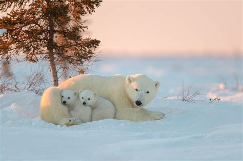 animals, Polar Bears, Snow, Baby Animals Wallpapers HD ...