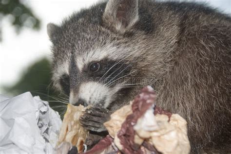 Hungry Racoon Stock Image Image Of Coon Dexterous Procyonid 63093105