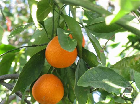 Find images of tangerine tree. linsueray: I love my Tangerine tree...