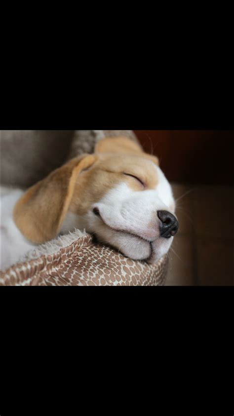Peaceful Cute Beagles Beagle Puppy Lemon Beagle Puppy