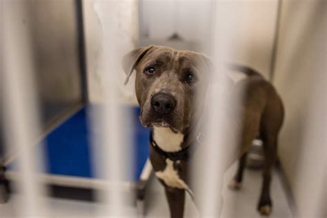 Texas Stray Dog Problem: How We're Helping Dogs on the Street — Path of