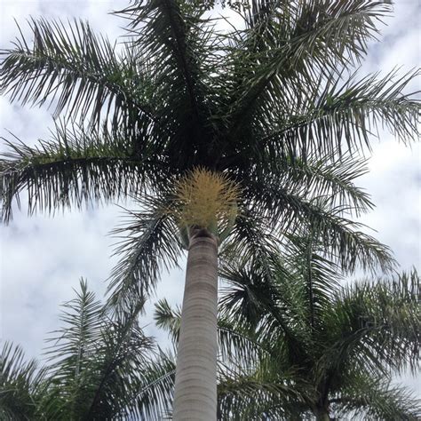 The locality coincides with the geographical entity known as the palm island group, also known as the greater palm group. First Seed Pods in Our Palm Tree 1 IMG_5305 | Flickr ...