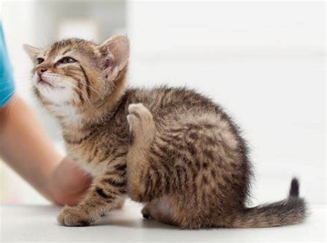 Flöhe treten häufig in wohnungen und häusern auf, in denen hunde oder katzen als haustiere gehalten werden. Flohmittel für Katzen: Welche gibt es?