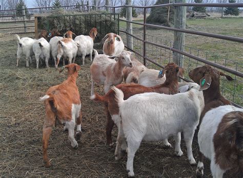 Commercial Goat Farming Information And Guide Modern Farming Methods