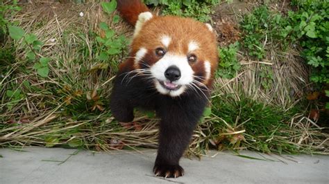20 Beautiful Red Pandas