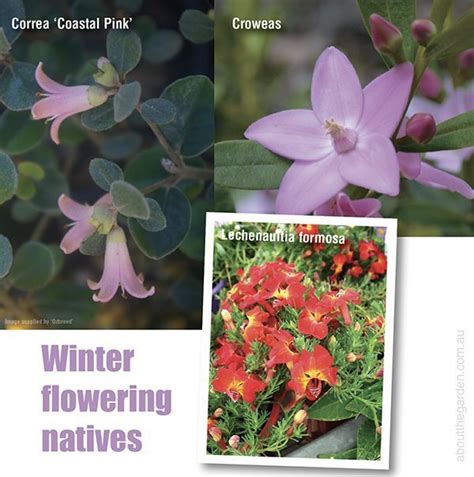 Winter Flowering Australian Native Plants Showy Winter Flowers