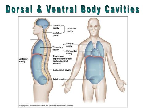 Последние твиты от sexually_fluid (@sexually_fluid). PPT - The Human Body: PowerPoint Presentation, free download - ID:640744