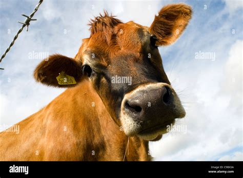 Dairy Cow Head Jersey Hi Res Stock Photography And Images Alamy