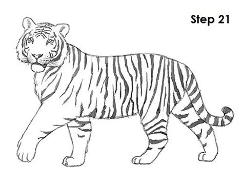 How To Draw A Tiger Full Body Tamra Haskins
