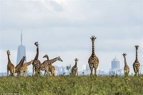 Image Shows Nairobis Skyscrapers Nearly Dwarfed By Giraffes Daily