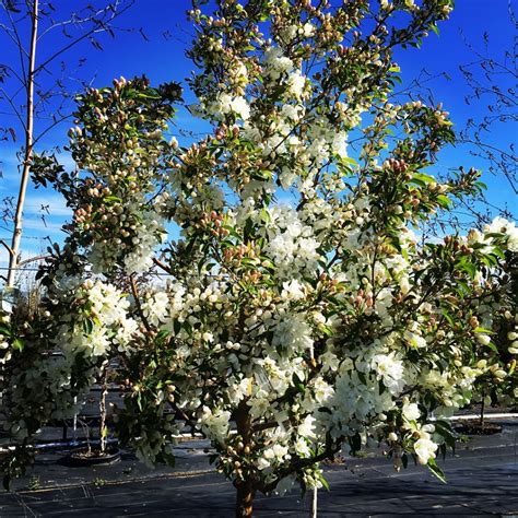 Order small trees from the arbor day foundation nursery. SHADE AND FLOWERING TREES PHOTOS - Emerald Desert Nursery