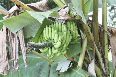 How To Care For Banana Trees To Get Bananas Hunker Tree Care