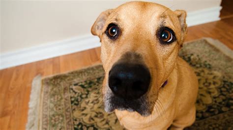 Dog begging for food gif. For Over 20 Years Mammoth Has Offered Supportive Dog Beds