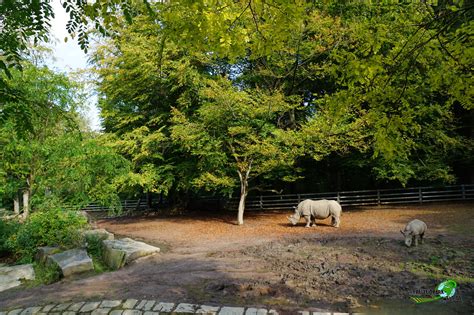 It is divided into seven. Breitmaul-Nashorn - Zoo Dortmund | Freizeitpark-Welt.de