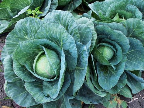 Image result for gambar hijau daun tiket jkrta sby. Gambar : alam, makanan, hijau, menghasilkan, sayur-mayur ...