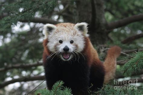 Smiling Red Panda 2 Photograph By Judy Whitton