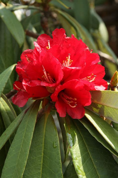 Rhododendron Is The National Flower Of Nepal Found At The Altitude Of