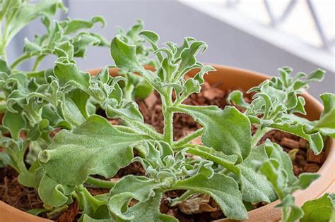 Common Ice Plant How To Grow This Unique And Tasty Veggie
