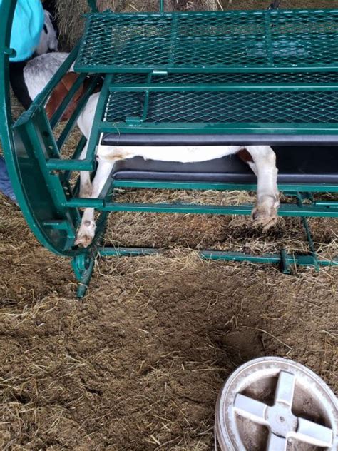 Spin Trim Chute Sheep And Goat Equipment Lakeland Farm And Ranch