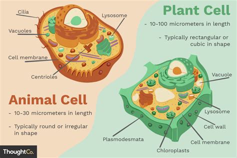 Animal And Plant Cells Diagram Quizlet
