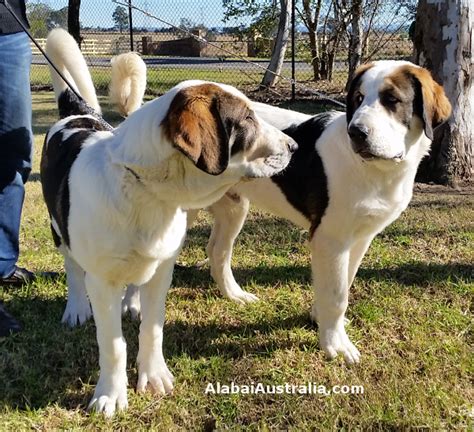 It is a very old breed, from ancient times. Alabai Australia - Dog Show Results