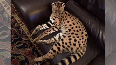 African Cat Loose In Gig Harbor Wash Found Safe Kiro Tv