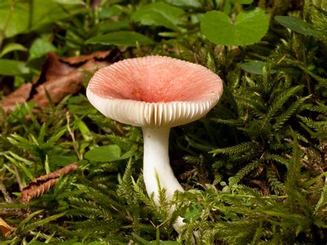 Mushrooms nutrition facts and health benefits |HB times