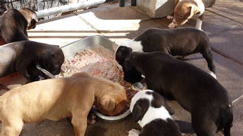 Pitbulls are reliable pets that are great with kids and love people. Pit bull puppies eating food for the first time - YouTube